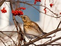 Turdus pilaris, Fieldfare Royalty Free Stock Photo