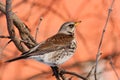 Turdus pilaris, Fieldfare Royalty Free Stock Photo