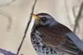 Turdus pilaris - Fieldfare