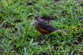 Turdus rufiventris on grass