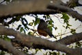 A Turdus rufiventris perched on the branch of the jabuticaba tree