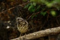 The charlo thrush is a bird of the Passeriformes order and of the Turdidae family