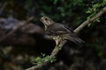 The charlo thrush is a bird of the Passeriformes order and of the Turdidae family