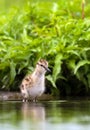 Tureluur, Common Redshank, Tringa totanus Royalty Free Stock Photo