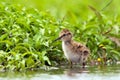 Tureluur, Common Redshank, Tringa totanus Royalty Free Stock Photo