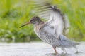 Tureluur, Common Redshank, Tringa totanus Royalty Free Stock Photo