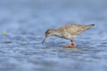 Tureluur, Common Redshank, Tringa totanus