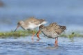 Tureluur, Common Redshank, Tringa totanus