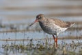 Tureluur, Common Redshank, Tringa totanus