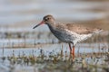 Tureluur, Common Redshank, Tringa totanus