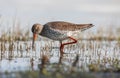 Tureluur, Common Redshank, Tringa totanus