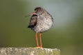 Tureluur, Common Redshank, Tringa totanus Royalty Free Stock Photo
