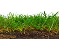 Turf cross section Royalty Free Stock Photo
