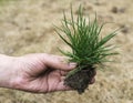 Turf grass and earth Royalty Free Stock Photo