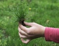 Turf grass and earth Royalty Free Stock Photo