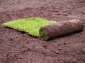 Turf grass roll