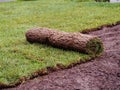 Turf grass roll