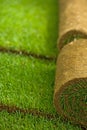 Turf grass rolls