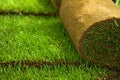 Turf grass rolls closeup Royalty Free Stock Photo