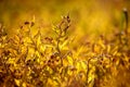Turf inflorescences closeup, abstract orange natural background Royalty Free Stock Photo