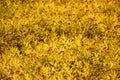 Turf inflorescences closeup top view, abstract orange natural background against the sun Royalty Free Stock Photo