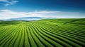 turf sod farm depic Royalty Free Stock Photo