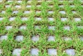 Turf stone pavers walkway covered with green grass Royalty Free Stock Photo