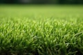 turfgrass for golf greens close-up Royalty Free Stock Photo