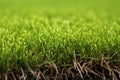 turfgrass for golf greens close-up Royalty Free Stock Photo