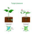 Turgor pressure. Plant cells osmosis