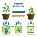 Turgor pressure vector illustration. Labeled hydrostatic force explain scheme Royalty Free Stock Photo