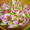 Turi flower from indonesia Royalty Free Stock Photo