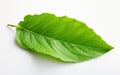 Turino Leaf against Transparency -Generative ai Royalty Free Stock Photo