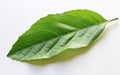 Turino Leaf in Transparency -Generative ai Royalty Free Stock Photo