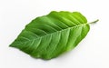 Turino Leaf on Transparent Background -Generative ai Royalty Free Stock Photo
