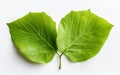 Turino Leaf with Transparent Base -Generative ai Royalty Free Stock Photo