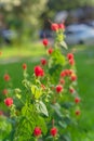 Turk`s cap or Malvaviscus arboreus red flowers at front yard with blurry parked cars in background