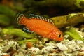 Turkana Jewel Cichlid  Aquarium Fish Hemichromis exsul Royalty Free Stock Photo