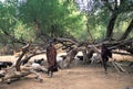 Turkana shepherds