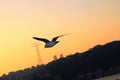 Turkay istanbul bosporus bird sunset