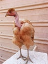 Turken Naked Neck Chicken