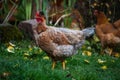Turken On Transylvanian Naked Neck Chicken