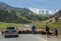 TURKESTAN RANGE, TAJIKISTAN - MAY 8, 2018: Sheep herd at Road M34 in Turkestan mountain Range in Tajikist