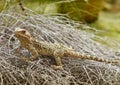 Turkestan Rock Agama Paralaudakia lehmanni Royalty Free Stock Photo