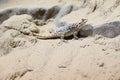 Turkestan rock agama Royalty Free Stock Photo