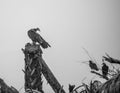 Turket Vulture in black and white Royalty Free Stock Photo