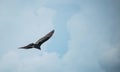 Turket Vulture in flight Royalty Free Stock Photo