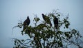 Turket Vultures resting Royalty Free Stock Photo