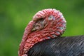 Turkey Royalty Free Stock Photo