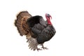 Turkey Royalty Free Stock Photo